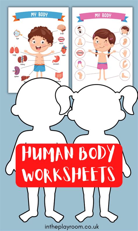 Human Body Worksheets In The Playroom