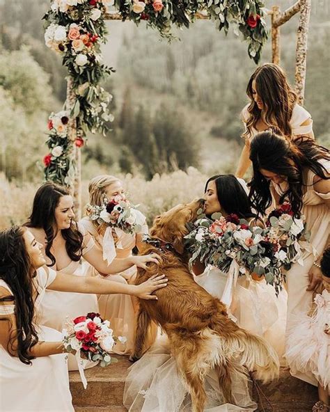 30 Wedding Photography Ideas With Animals That Will Make You Go A