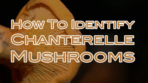 How To Identify Chanterelle Mushrooms The Survival Gardener