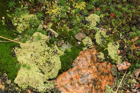 Lichen planus is a common disease that causes inflammation (swelling and irritation) on your skin or inside your mouth. Distracted Naturalist: Moss and Lichen Watching at Quarry Park and Nature Preserve