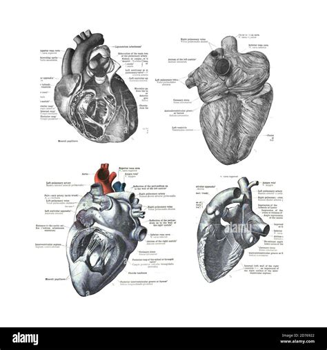4 Views Of The Human Heart From An Atlas Of Human Anatomy Carl Toldt