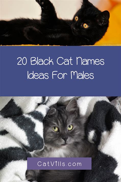 Truly famous cat names end up becoming common names, and that's exactly what has happened with the name felix. 40 Memorable Black Cat Names From Movies - CatVills in ...