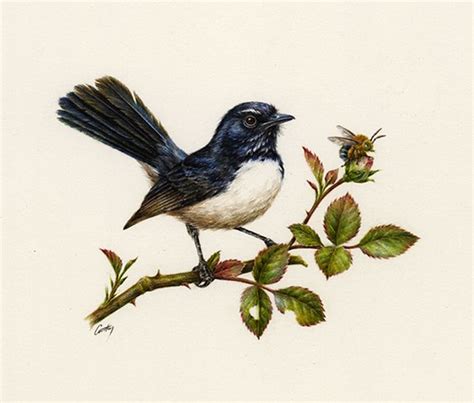 Connect with those that fit your style. Pin by Karina Baptistella on Dibujos | Wagtail tattoo, Bird drawings, Artwork