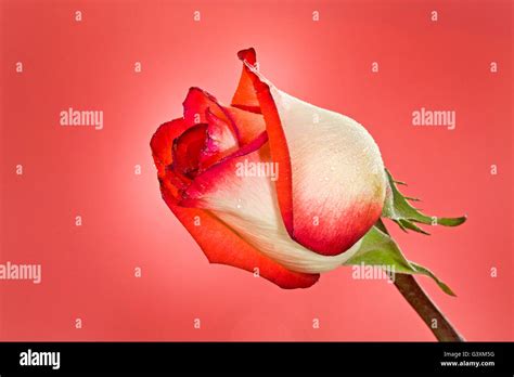 Pink Rose Bud High Resolution Stock Photography And Images Alamy