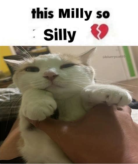 This Milly So Silly Silly Cats Know Your Meme