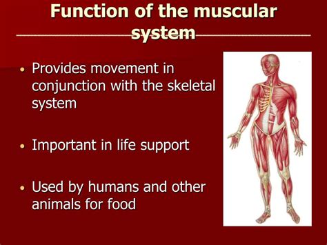 Structure And Function Of The Musculoskeletal System