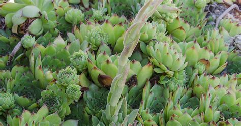 Hens And Chicks Plant Lat Sempervivum Tectorum Protector Of Your
