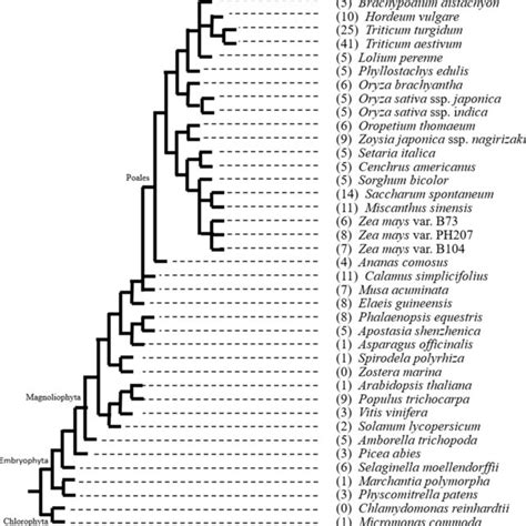 Taxonomical Distribution Of Genome Sequenced Plant Species Obtained