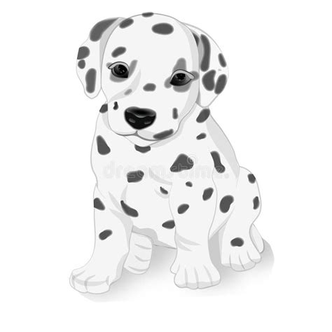 Dalmatian Dog Face Spot Stock Illustrations 42 Dalmatian Dog Face