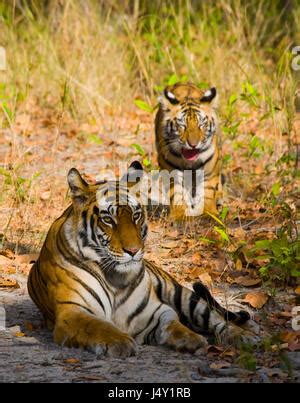 Inde Madhya Pradesh Parc National De Bandhavgarh Tigre Du Bengale