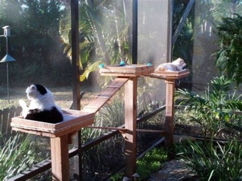 A Black And White Cat Sitting On Top Of A Wooden Bench