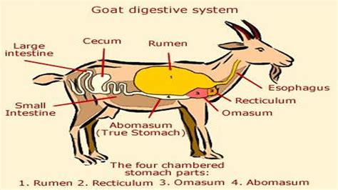 Digesting System In Goat The Goat Digestive System Ruminant Goat