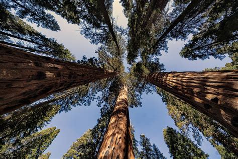 Center Of Giant Sequoia At Sequoia National Park California Oc