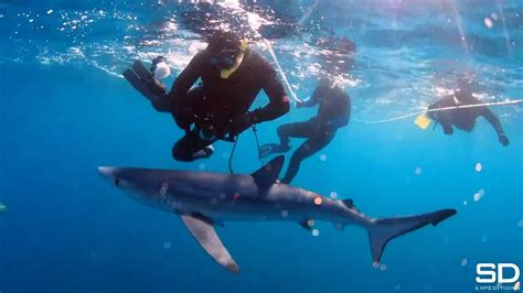 Blue And Mako Shark Diving San Diego Youtube