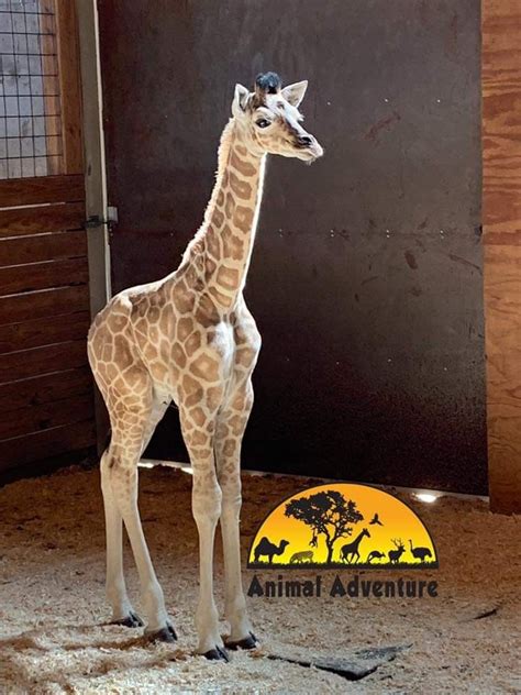 Pin By Kim Watson On Love Giraffes Animal Adventure Park Giraffe