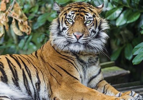 Beautiful Lying Sumatran Tigress Animals Wild Like Animals Poster