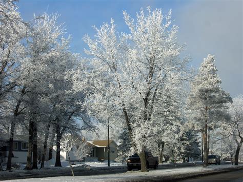 Trees To Catch Our Eye In Winter Canadas Local Gardener Magazine