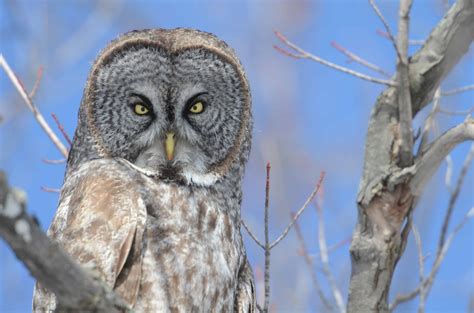 heisses-os-owl-wikipedia-reader-s-index-to-wikipedia-wikipedia
