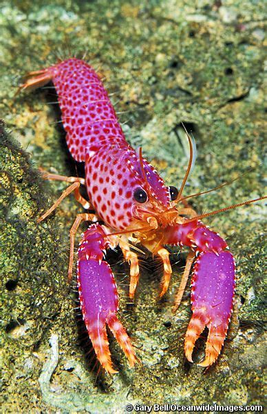 Pink Lobster Photo By Gary Bell Beautiful Sea