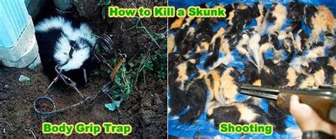 How to Get Rid of Skunks: Quick and Effective Methods of Skunk Removal