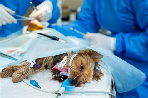 A Pet Owners Guide To Anesthesia Safety Madison Street Animal Hospital