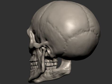 Skull 3d Model 3d Printable Obj Stl