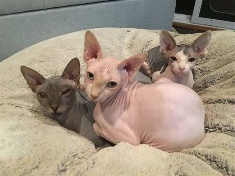 Hairless Cats Breeds That Make Amazing Pets And How Best To Care For