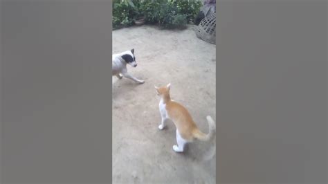 Cat Vs Dog Fight Youtube