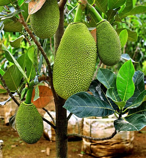 Growing Jackfruit In Containers How To Grow Jackfruit Trees Naturebring