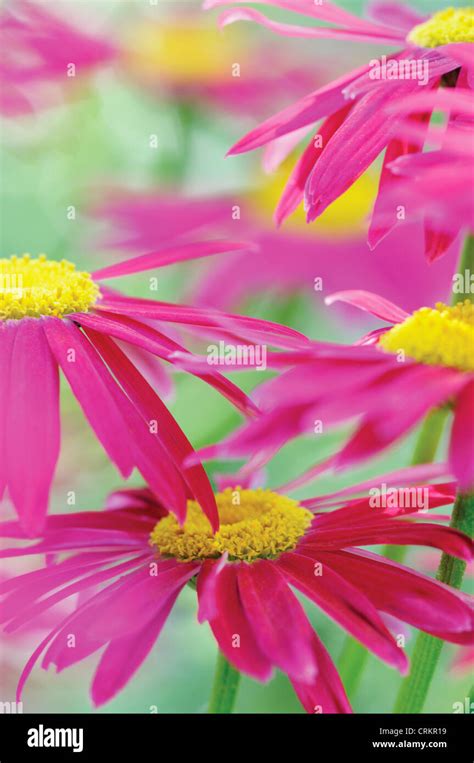 Tanacetum Coccineum Robinson S Red Painted Daisy Stock Photo Alamy