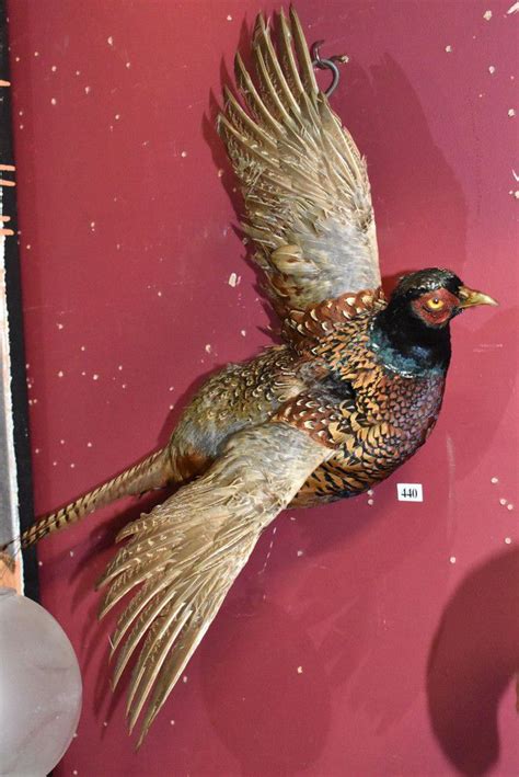 Flight Of Pheasants Taxidermy Pair Natural History Industry