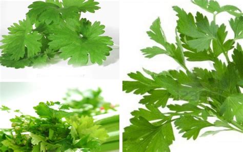 Pastinya, daun parsley berbeza dengan daun saderi (daun sup), daun ketumbar. Daun Parsley In Malay