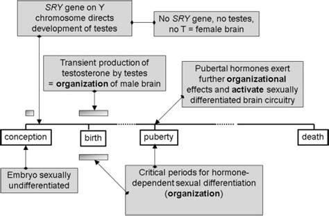 Schematic Representation Of Hormone Dependent Sexual Differentiation Of Download Scientific