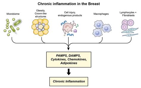 Cancers Free Full Text The Role Of Chronic Inflammation In The