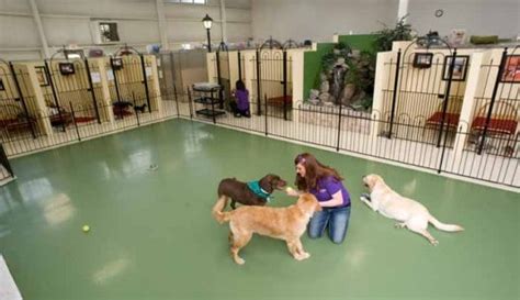Check out these top 10 pet boarding centres in singapore. Dog Boarding Services | Dog Boarding Facilities | Pet Palace