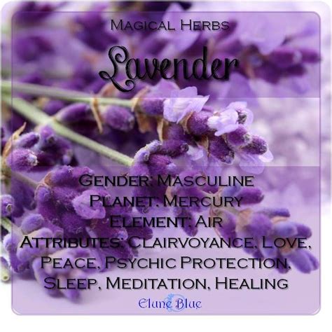Lavender Magical Meaning Lavender Magical Properties Magical Herbs