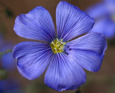 Let's buy flowers at the newsagent's/florist's. KS1 Plants | Parts of a Flower and Reproduction