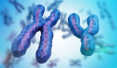 Sex Chromosome May Explain Why Women Generally Outlive Men •
