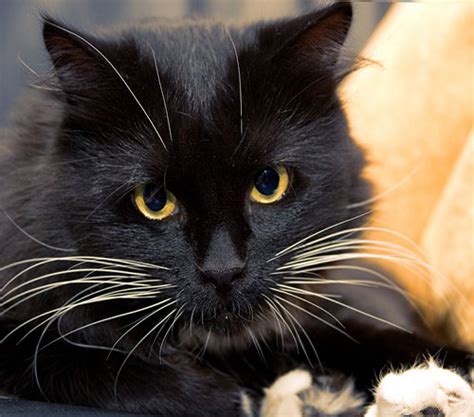 گالری عکس گربه پشمالو؛ زیبا و ملوس برای پروفایل ستاره