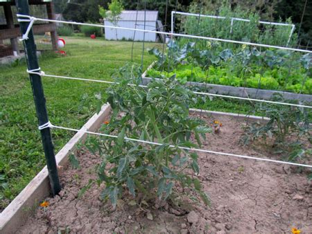 Cacti respond very actively to their environment. GardenDesk: Tomato Stake and Weave for Tomato Tuesday