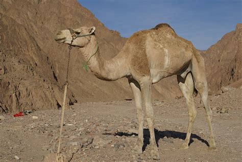 How the camel got his hump kipling's story. Dromedary - Wikipedia