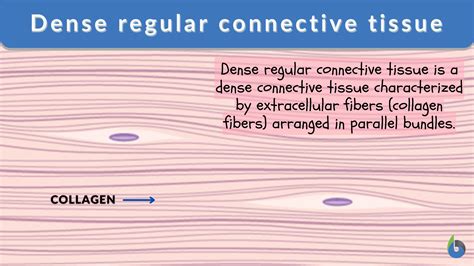 Dense Regular Connective Tissue Definition And Examples Biology