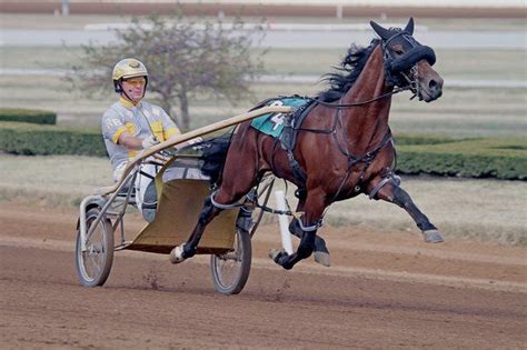 Foiled Again Bay Pacer Standardbred Who Has More Than 60m In
