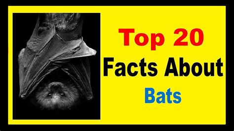 Bats Facts Youtube