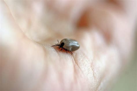 As Ticks Thrive Red Meat Allergy Prominence Continues To Rise Insanitek