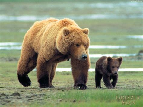 Grizzly Bear Mom And Baby Walk Grizzly Bear Bears Pinterest