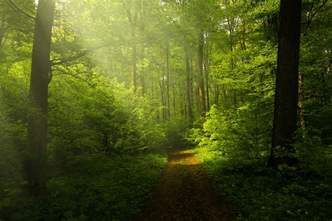 무료 이미지 경치 나무 황야 분기 목재 안개 목초지 햇빛 아침 봄 녹색 밀림 자연스러운 가을 시즌