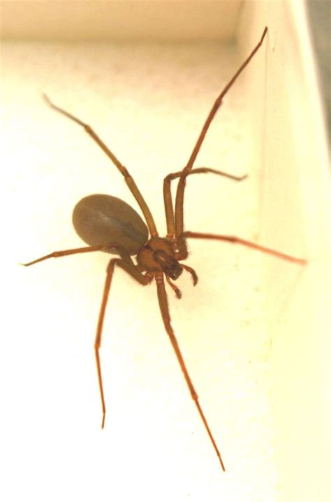 Brown Recluse Poisonous Spiders Brown Recluse Spider Spider