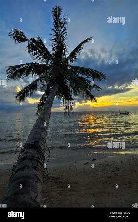 Coconut Palms On Sand Beach In Tropic On Sunset Thailand Koh Chang