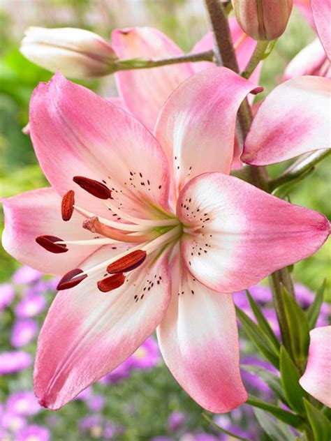 Lily Roesellas Dream Asiaticx3 Bluestone Perennials Lily Bulbs